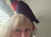 7  and half month old female eclectus parrot