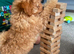 Cavapoo Puppies looking for their forever home - Cheltenham