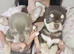 Gorgeous kc registered Chihuahua puppies Chocolate Blue Lilac