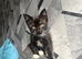 Black and white kitten