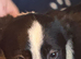 Collie x Huntaway puppies