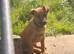 German shepherd cross
