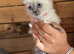 7 ragdoll kittens