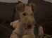 Wire Hired Fox Terrier puppies for sale