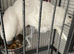 Tame umbrella cockatoo
