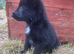Pure bred German shepherd puppies