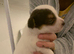 Jack Russell