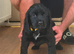 Cocker spaniel (show).