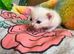 5 beautiful kittens