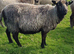 Two shetland ewes for sale.