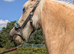 Palomino welsh x cob mare