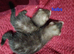2 jills 2 hobs available