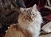 Male ragdoll urgent