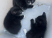 Kittens for sale