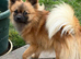 Midge-18mth intact submissive sweet Pomchi needs new home