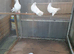 Fantail pigeons
