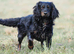 Cocker spaniel puppies