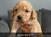 4 beautiful cockapoo puppies