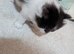 Snowshoe x British Longhair Kittens