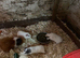 Female guinea pigs