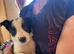 The cutest collie puppy's