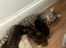 Ragdoll cross kittens