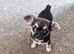 Chihuahua puppies for sale