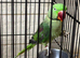 Baby Alexandrine parrot