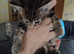 5 bengal kittens