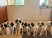 SPRINGER PUPPIES