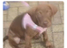 Affectionate lovable puppy