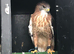 Redtail hawks