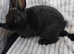 Baby rabbits for sale