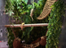 Gorgeous crested geckos with full set up