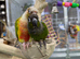 Conures