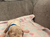 Dachshund puppies