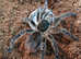 Phormictopus sp. Sierra Maestra - Cuban Giant Tarantula