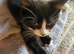 Kittens for sale