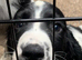 English Springer Spaniel puppy