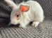 Mini Lion Lop Bunnies