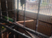 Pair of conures