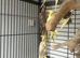 Baby cockatiel for sale