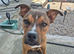 Staffordshire bull terrier x presa canarro