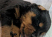 **3 GIRLS LEFT @ &pound;1000** Stunning Rottweiler Pups - Healthy, Strong, Chunky