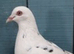 Breading nice pigeons