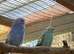 Juvenile Budgies - Aviary reared