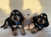 puppys