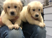 Golden retriever puppy’s