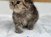 Chinchilla Persian kittens
