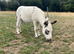 Miniature Mediterranean jack donkey